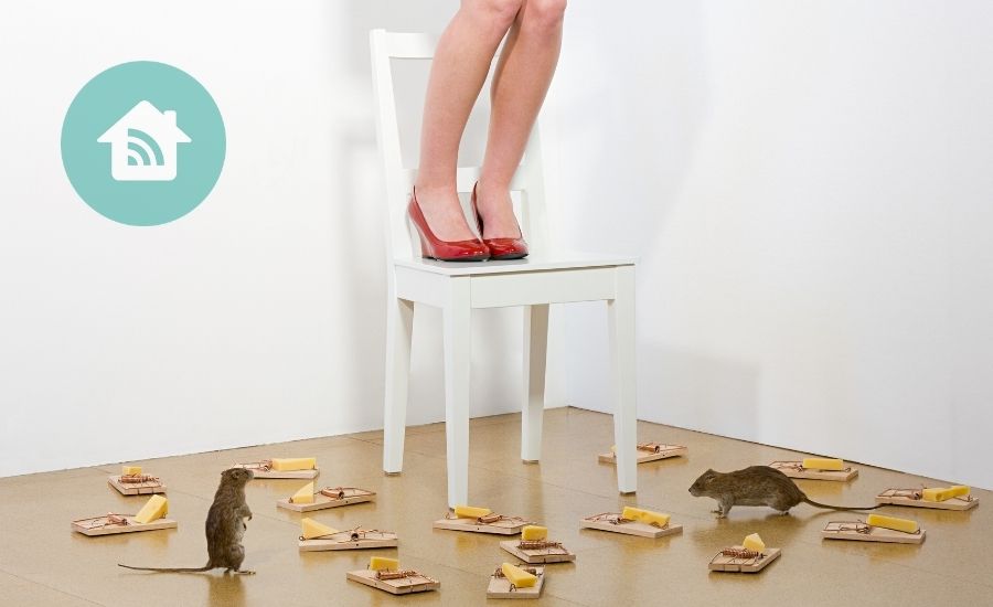 Guildford Borough Council Pest Control Charges to be introduced 1 Surrey Residents Network Guildford Borough Council Pest Control Charges